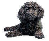 blue colored Poodle